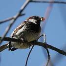 Moineau cisalpin