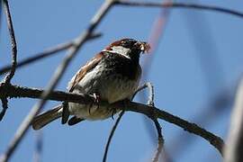 Italian Sparrow