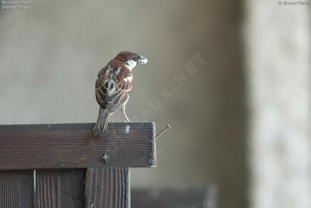 Moineau cisalpin mâle adulte, Nidification