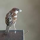 Moineau cisalpin