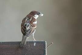 Italian Sparrow