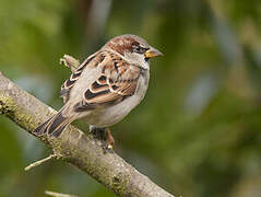 House Sparrow