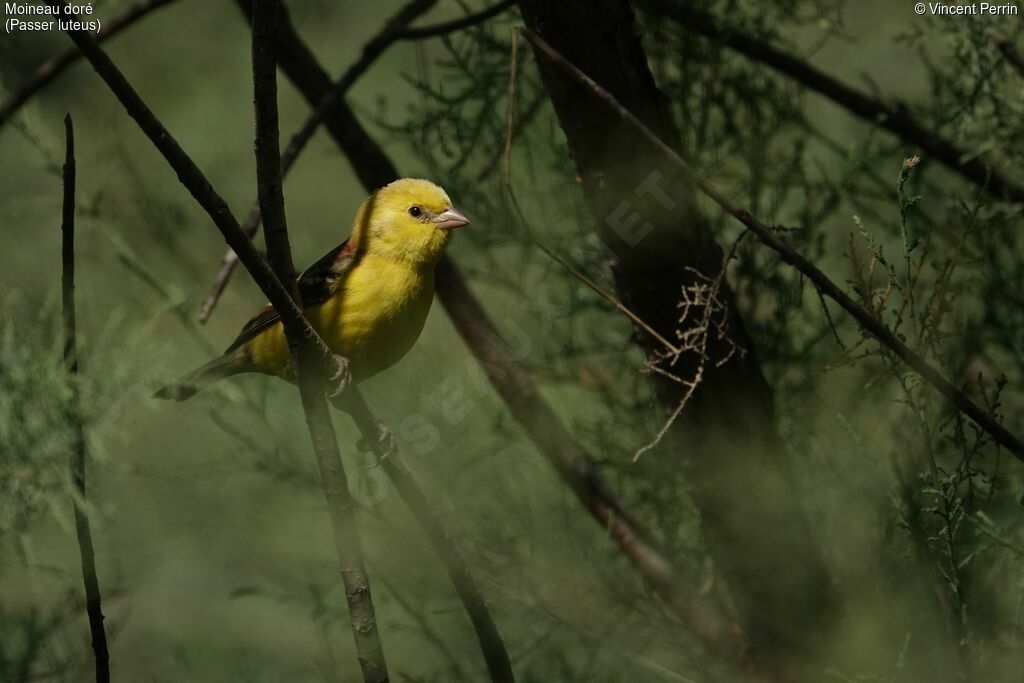 Moineau doré