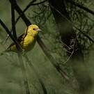 Moineau doré