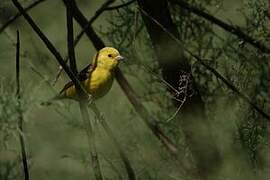 Sudan Golden Sparrow