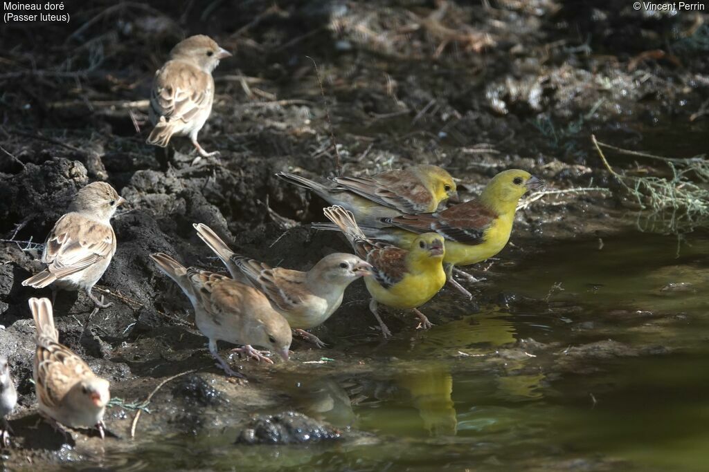 Sudan Golden Sparrow, drinks