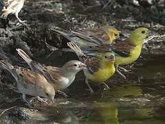 Sudan Golden Sparrow