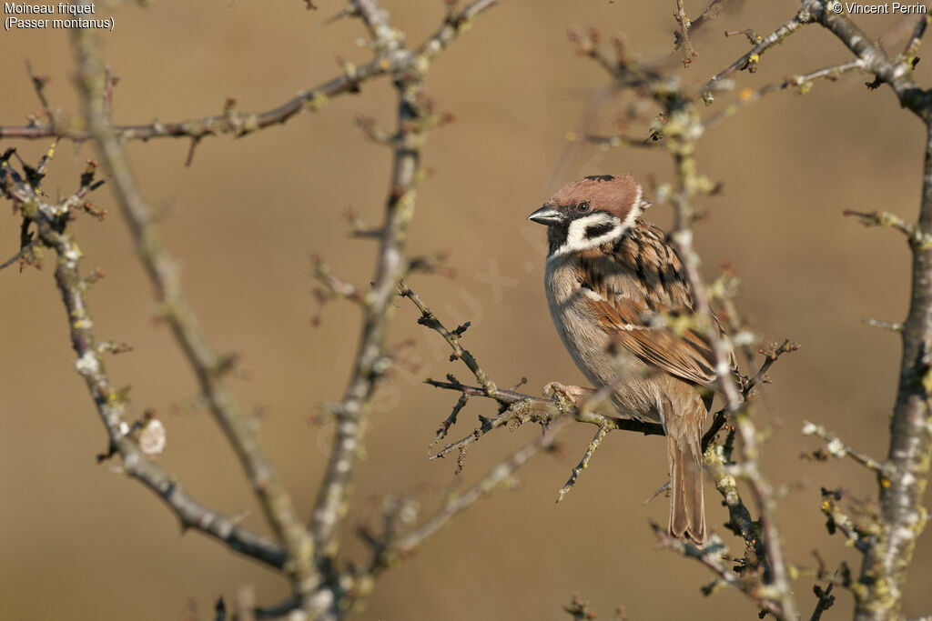 Moineau friquet