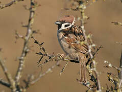 Eurasian Tree Sparrow