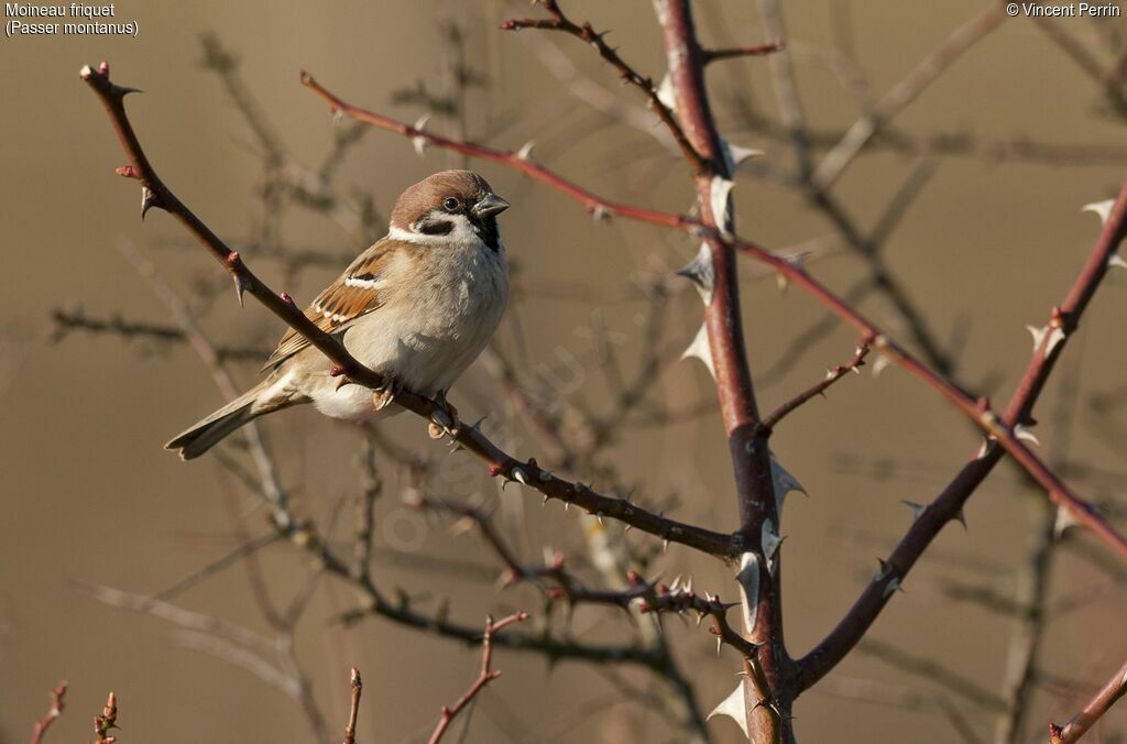 Eurasian Tree Sparrow