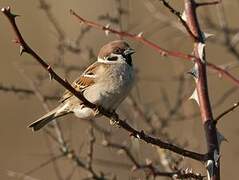 Eurasian Tree Sparrow