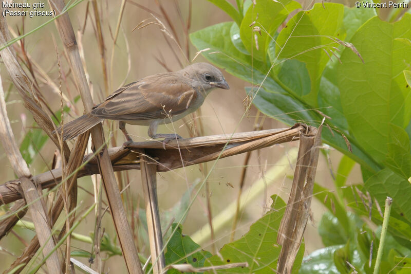 Northern Grey-headed Sparrowjuvenile