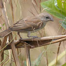 Moineau gris