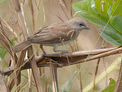 Northern Grey-headed Sparrow