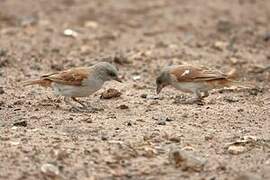 Northern Grey-headed Sparrow