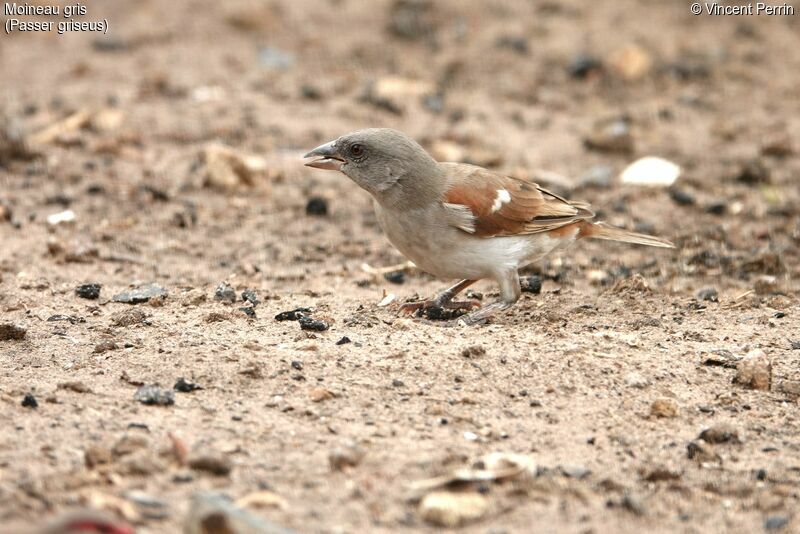 Northern Grey-headed Sparrow, eats