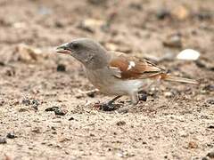 Northern Grey-headed Sparrow