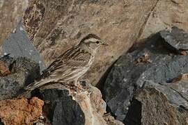 Rock Sparrow