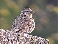 Rock Sparrow