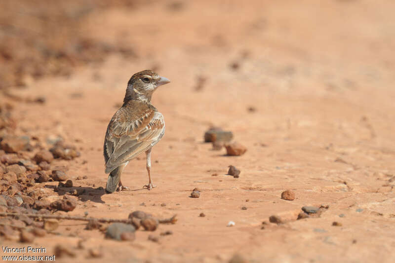 Chestnut-backed Sparrow-Lark female adult, identification