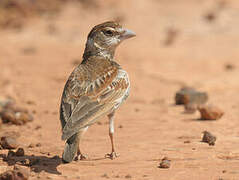 Chestnut-backed Sparrow-Lark