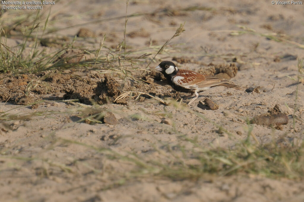 Chestnut-backed Sparrow-Lark male adult