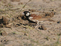 Chestnut-backed Sparrow-Lark