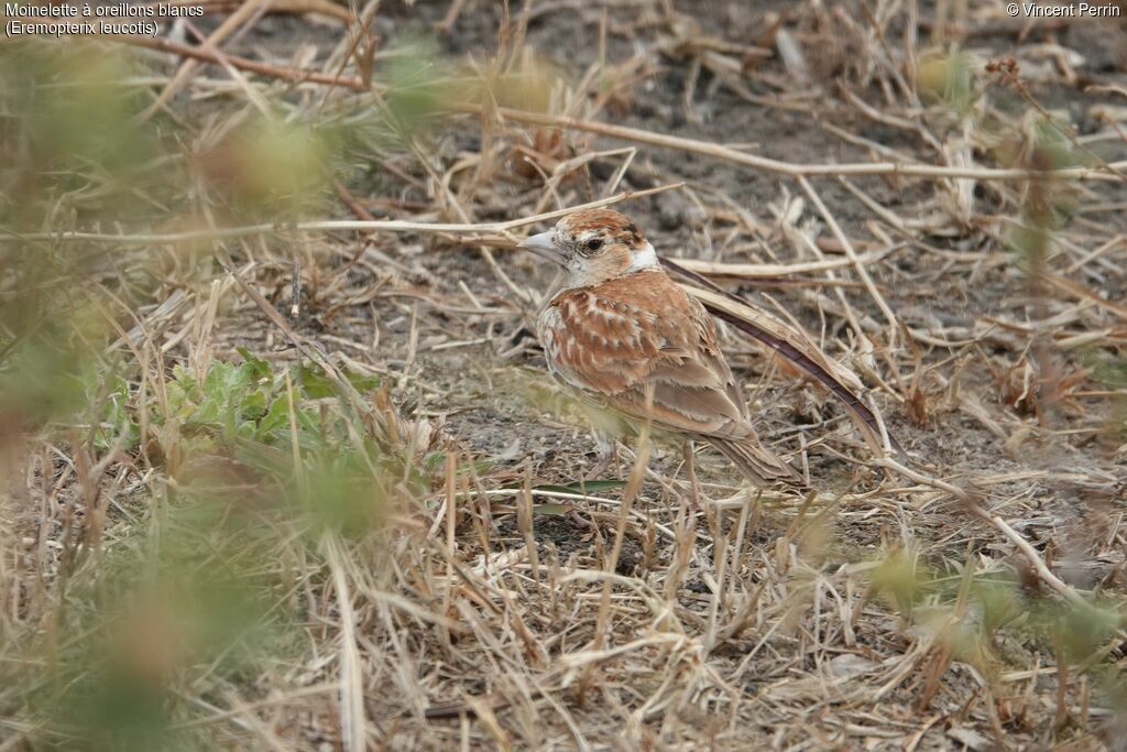 Chestnut-backed Sparrow-Lark