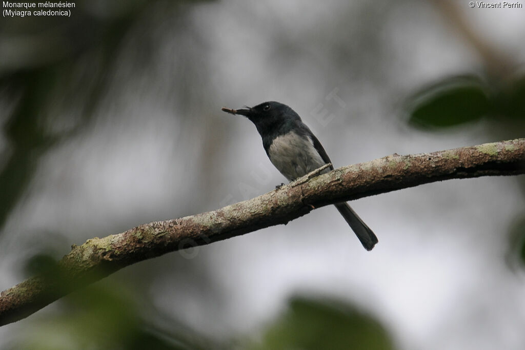 Melanesian Flycatcher male adult