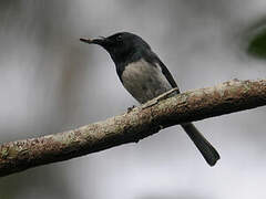 Melanesian Flycatcher