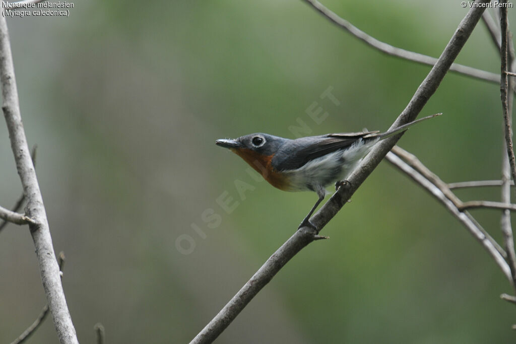 Melanesian Flycatcher female adult