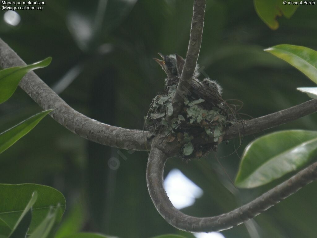 Melanesian Flycatcher