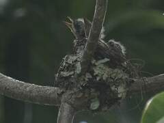 Melanesian Flycatcher