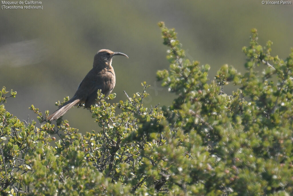 California Thrasher