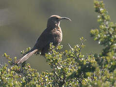 California Thrasher