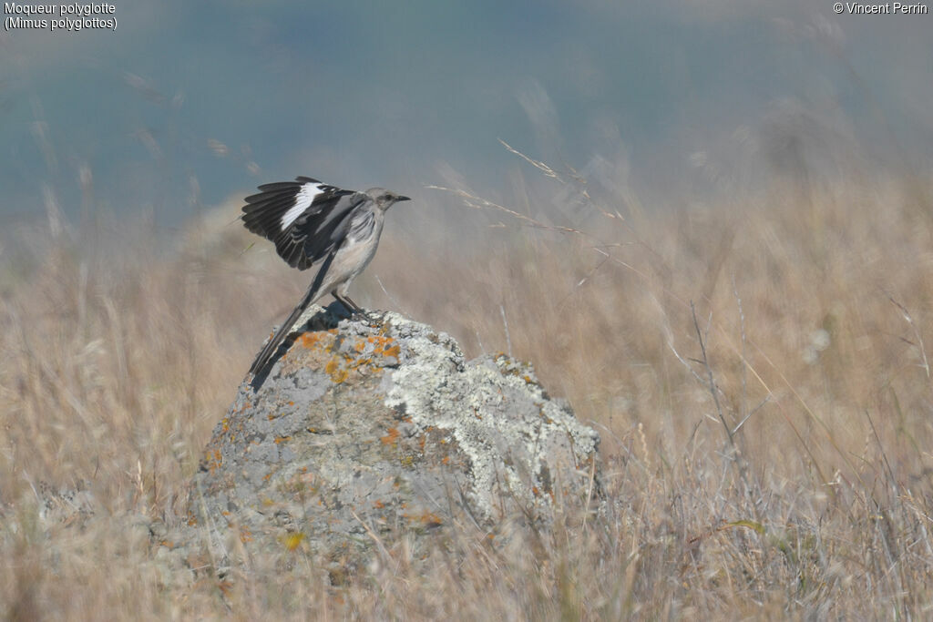 Northern Mockingbirdadult