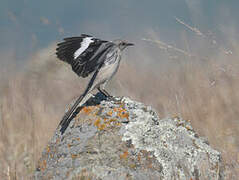 Northern Mockingbird