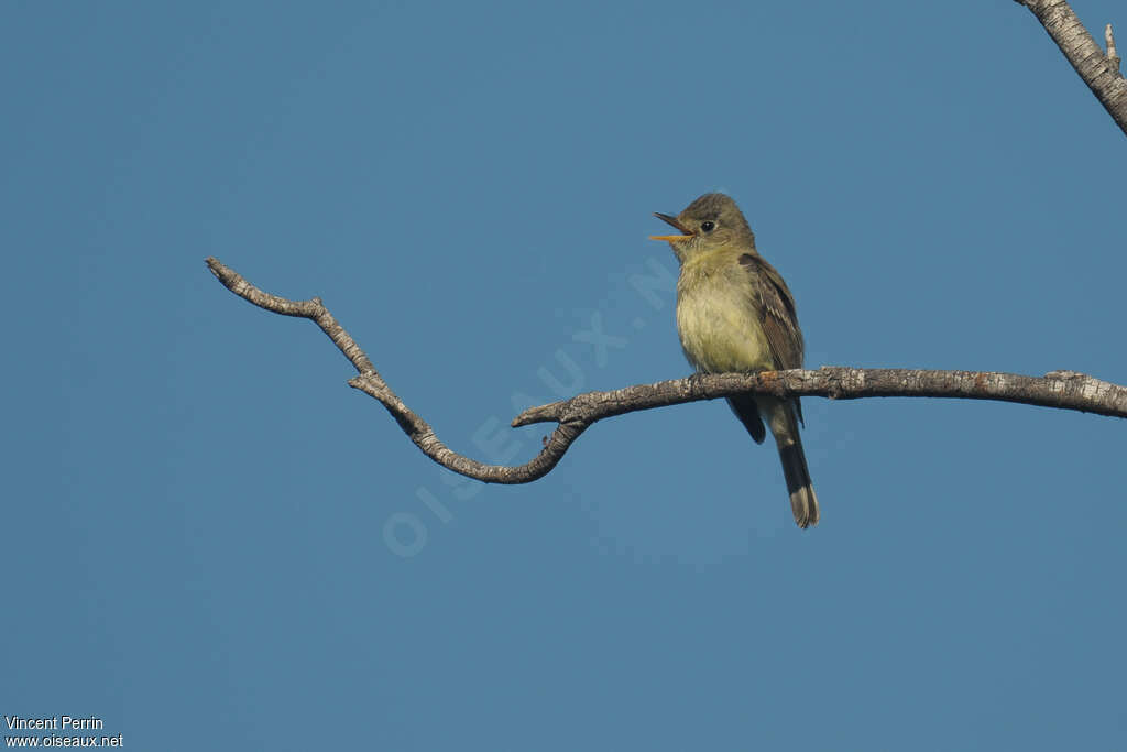 Western Flycatcher male adult