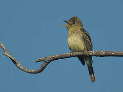 Western Flycatcher