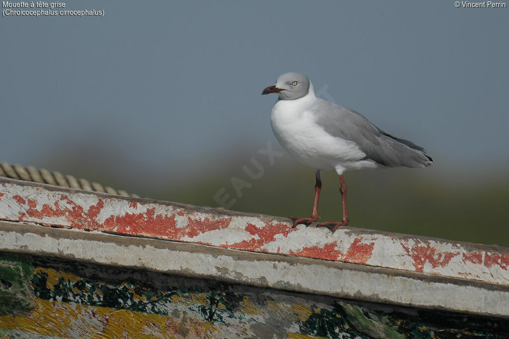 Grey-headed Gulladult