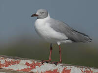 Mouette à tête grise