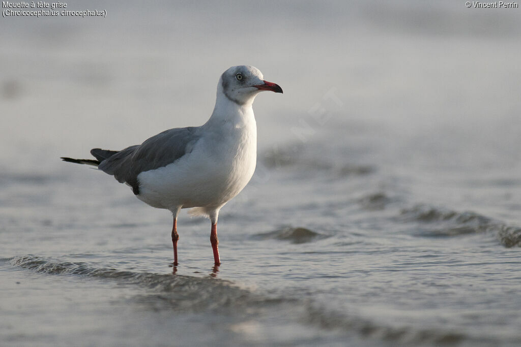 Grey-headed Gull