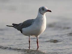 Mouette à tête grise