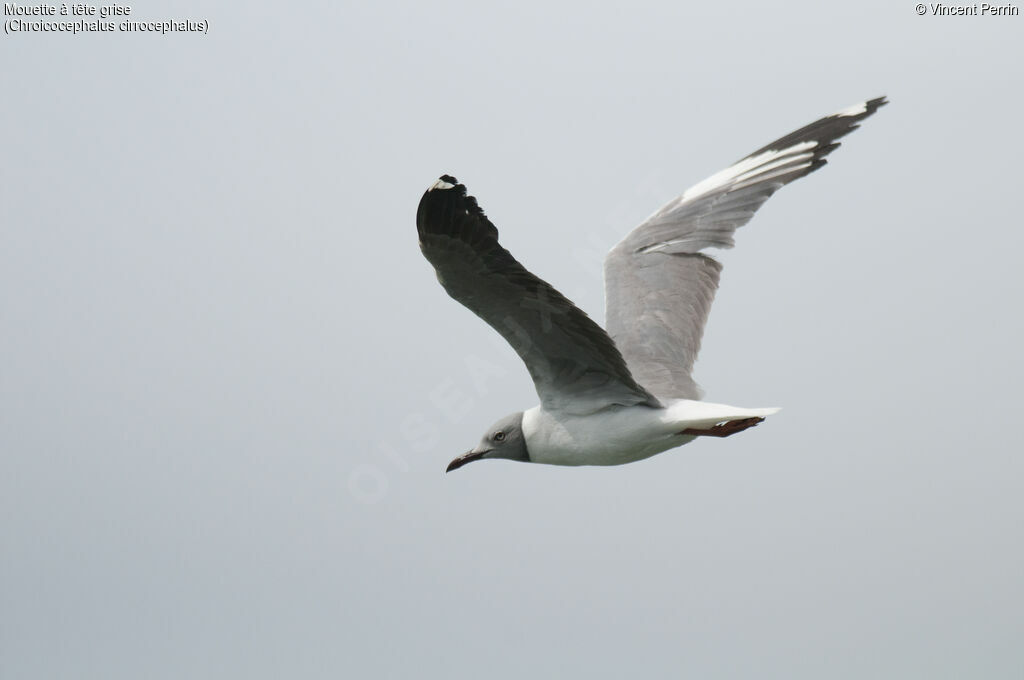 Mouette à tête griseadulte