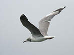 Mouette à tête grise