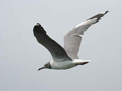 Grey-headed Gull