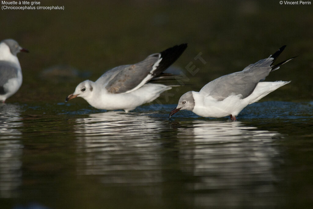 Grey-headed Gull