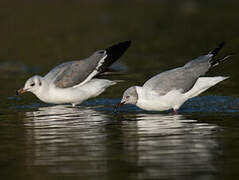 Mouette à tête grise