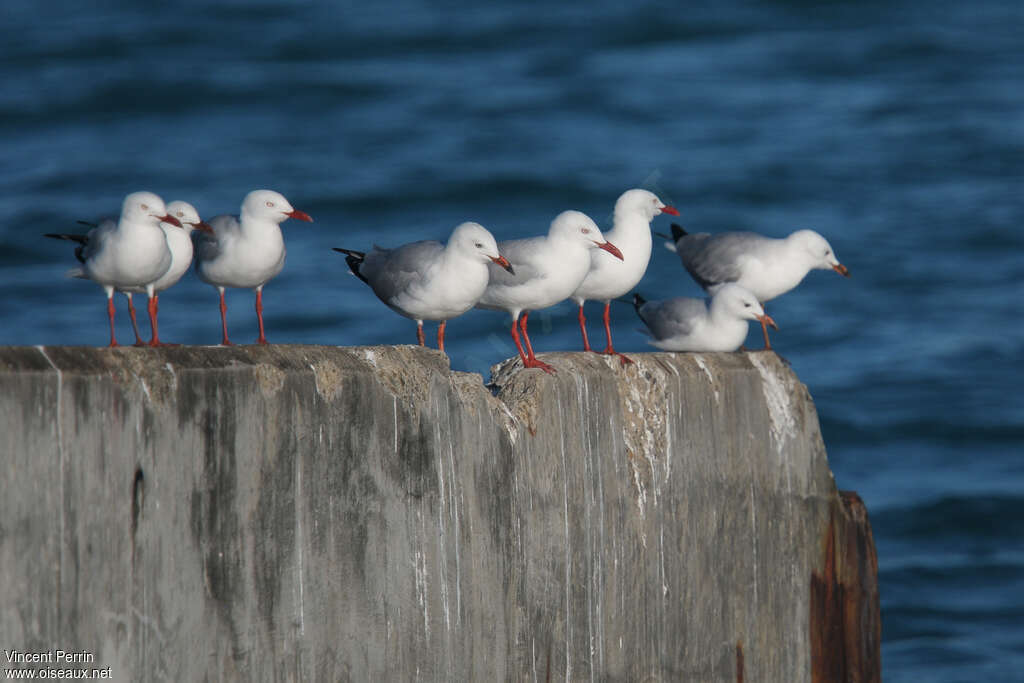 Mouette argentéeadulte, habitat