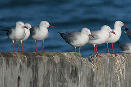 Mouette argentée